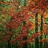 Almost Hidden - Alison Cowan