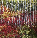 Birch Grove - Alison Cowan