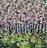 Blossom Flutter - Alison Cowan