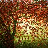 Falling - Alison Cowan