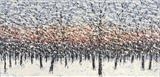 Fire and Ice Vista - Alison Cowan