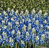 Grape Hyacinths - Alison Cowan