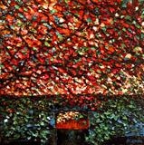 Looking Through - Alison Cowan