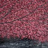 Maple Fall - Alison Cowan