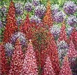 Pom Poms and Lupins - Alison Cowan