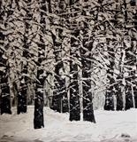 Snowfall - Alison Cowan