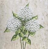 White Hydrangeas - Alison Cowan