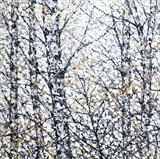 Winters Glow - Alison Cowan