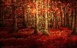 Woodland Blaze - Alison Cowan