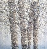 Woven Birch Branches - Alison Cowan