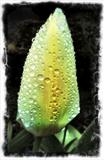 Rain Drops On Tulip - Gordon Nicol