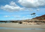 Scots Pine at Camusdarach - Gordon Nicol