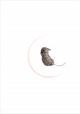 Shrew - charlie mclenahan