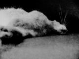 hare - charlie mclenahan