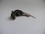 house mouse - charlie mclenahan