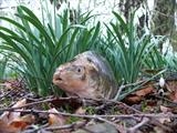 swimming with snowdrops - charlie mclenahan